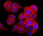 EGFR Antibody in Immunocytochemistry (ICC/IF)