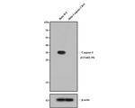 Caspase 3 Antibody in Western Blot (WB)