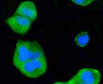 p38 MAPK alpha Antibody in Immunocytochemistry (ICC/IF)