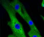 p38 MAPK alpha Antibody in Immunocytochemistry (ICC/IF)