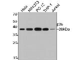 p38 MAPK alpha Antibody in Western Blot (WB)