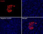 Insulin Antibody in Immunohistochemistry (Paraffin) (IHC (P))