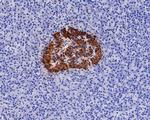 Insulin Antibody in Immunohistochemistry (Paraffin) (IHC (P))