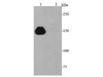 Cas9 Antibody in Western Blot (WB)