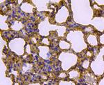 Caveolin 1 Antibody in Immunohistochemistry (Paraffin) (IHC (P))