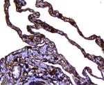 Caveolin 1 Antibody in Immunohistochemistry (Paraffin) (IHC (P))