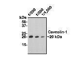 Caveolin 1 Antibody in Western Blot (WB)