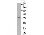 FOXA1 Antibody in Western Blot (WB)