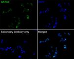 GATA3 Antibody in Immunocytochemistry (ICC/IF)