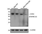 COX2 Antibody in Western Blot (WB)