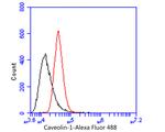 Caveolin 1 Antibody in Flow Cytometry (Flow)