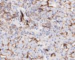 Caveolin 1 Antibody in Immunohistochemistry (Paraffin) (IHC (P))