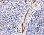 Caveolin 1 Antibody in Immunohistochemistry (Paraffin) (IHC (P))