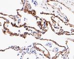 Caveolin 1 Antibody in Immunohistochemistry (Paraffin) (IHC (P))