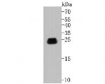 Caveolin 1 Antibody in Western Blot (WB)