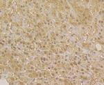 APE1 Antibody in Immunohistochemistry (Paraffin) (IHC (P))