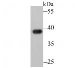 APE1 Antibody in Western Blot (WB)