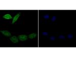 APE1 Antibody in Immunocytochemistry (ICC/IF)