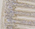 APE1 Antibody in Immunohistochemistry (Paraffin) (IHC (P))