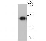 APE1 Antibody in Western Blot (WB)