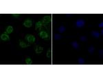 APE1 Antibody in Immunocytochemistry (ICC/IF)