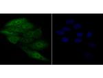 APE1 Antibody in Immunocytochemistry (ICC/IF)