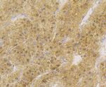 APE1 Antibody in Immunohistochemistry (Paraffin) (IHC (P))