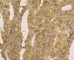 APE1 Antibody in Immunohistochemistry (Paraffin) (IHC (P))