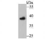 APE1 Antibody in Western Blot (WB)