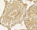 PGF Antibody in Immunohistochemistry (Paraffin) (IHC (P))