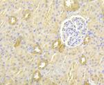 PGF Antibody in Immunohistochemistry (Paraffin) (IHC (P))