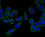 PGF Antibody in Immunocytochemistry (ICC/IF)