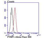 PTBP1 Antibody in Flow Cytometry (Flow)