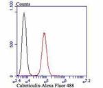 Calreticulin Antibody in Flow Cytometry (Flow)