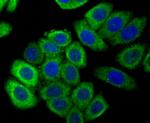 Calreticulin Antibody in Immunocytochemistry (ICC/IF)