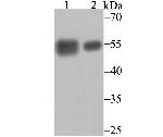 Calreticulin Antibody in Western Blot (WB)