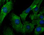 IL-6 Antibody in Immunocytochemistry (ICC/IF)