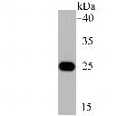 IL-6 Antibody in Western Blot (WB)