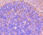 OX40 (CD134) Antibody in Immunohistochemistry (Paraffin) (IHC (P))