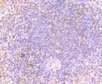 OX40 (CD134) Antibody in Immunohistochemistry (Paraffin) (IHC (P))