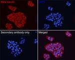 beta Tubulin Antibody in Immunocytochemistry (ICC/IF)