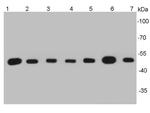 beta Tubulin Antibody in Western Blot (WB)