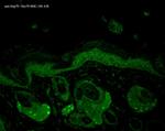 HSP70/HSC70 Antibody in Immunohistochemistry (Paraffin) (IHC (P))