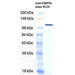 GRP94 Antibody in Western Blot (WB)