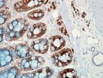 HSP90 Antibody in Immunohistochemistry (PFA fixed) (IHC (PFA))