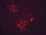 HSP90 Antibody in Immunohistochemistry (PFA fixed) (IHC (PFA))