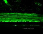 HSP27 Antibody in Immunohistochemistry (Paraffin) (IHC (P))