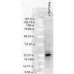 HSP27 Antibody in Western Blot (WB)