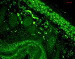 CD74 Antibody in Immunohistochemistry (Paraffin) (IHC (P))