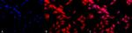 HSF1 Antibody in Immunocytochemistry (ICC/IF)